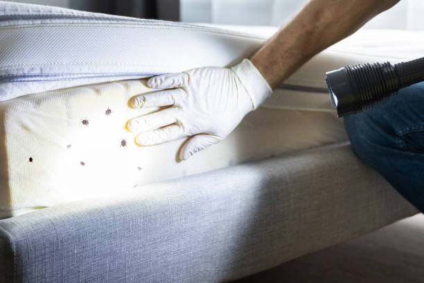 Best Rat Extermination Near Me  in Monrovia, MD